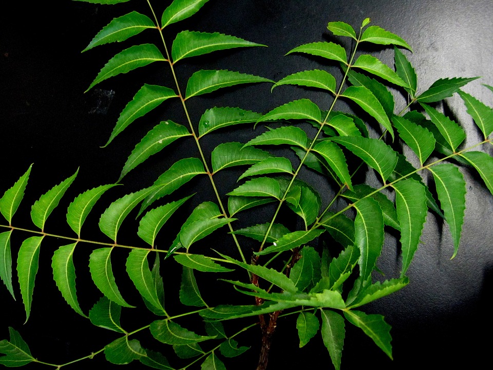 neem-leaves-651913_960_720